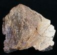 Unidentified Dinosaur Bone - Hell Creek Formation #9880-2